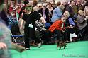 Crufts2011_2 783